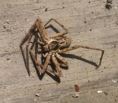 蜷缩的白额高脚蛛