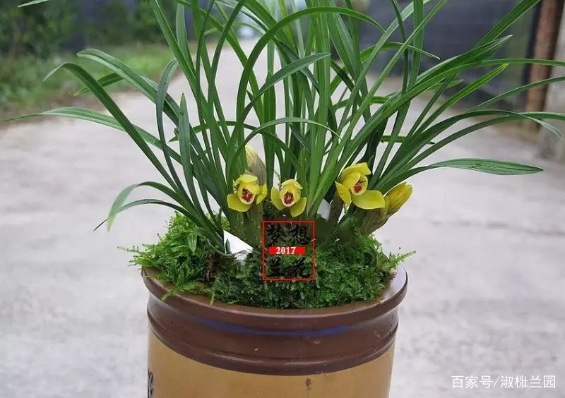 精选花卉：兰花欣赏春兰铭品黄金大富贵_百科TA说