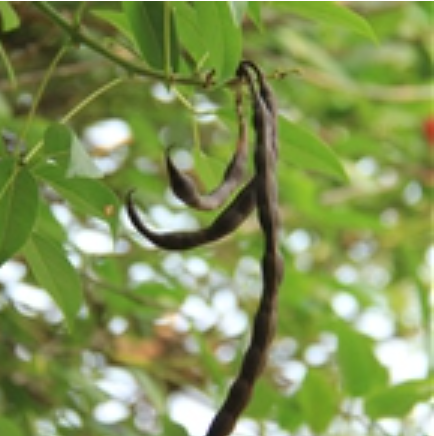  p>鸡冠刺桐(学名: i>erythrina crista-galli /i> linn.