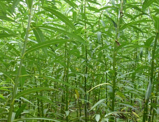 小叶青海柳(变种)