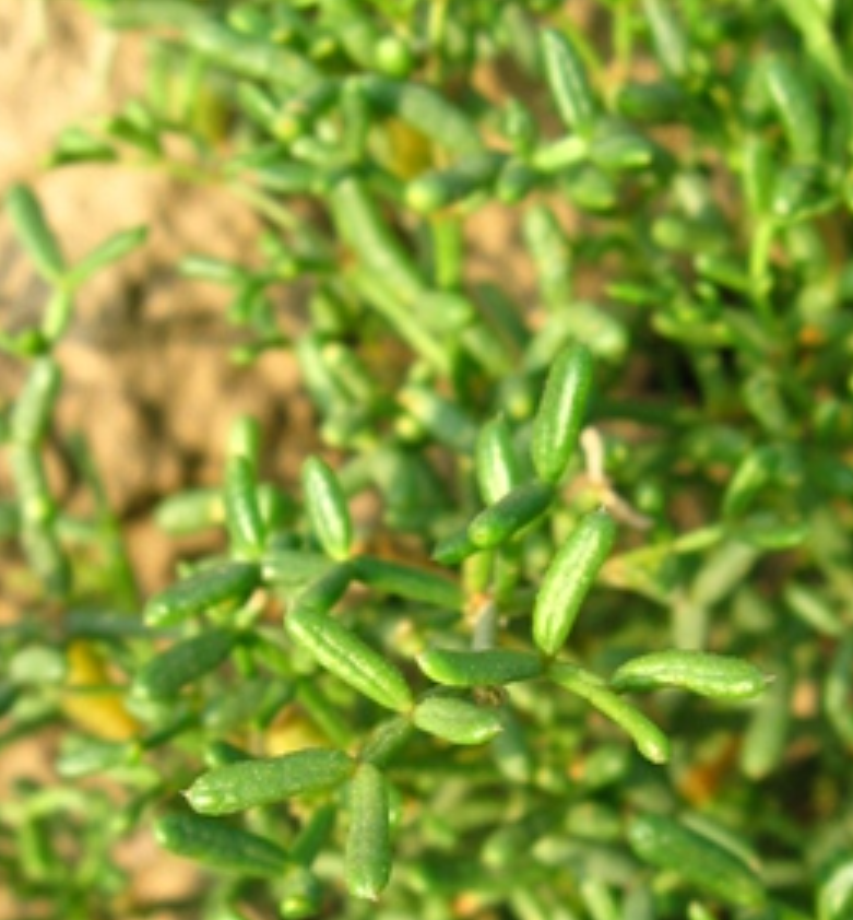 data-lemmaid="1838810">百合科 /a>植物鸡大腿,学名 a target="