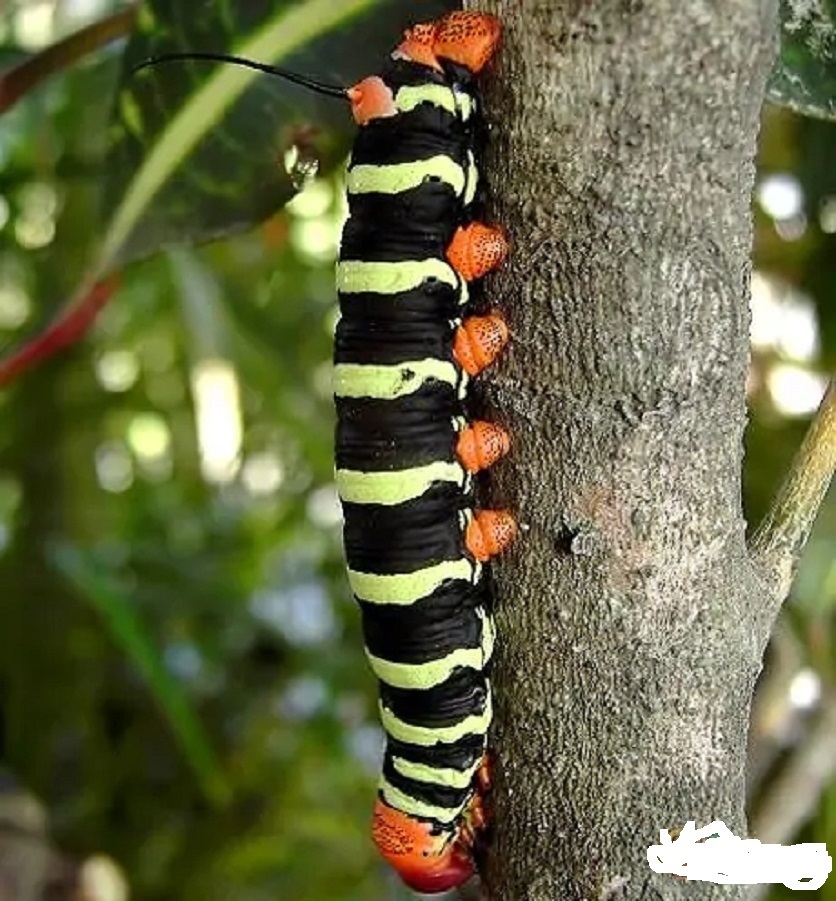  p>斯芬克斯毛毛虫,在南美巴西出现的一种古怪的虫.