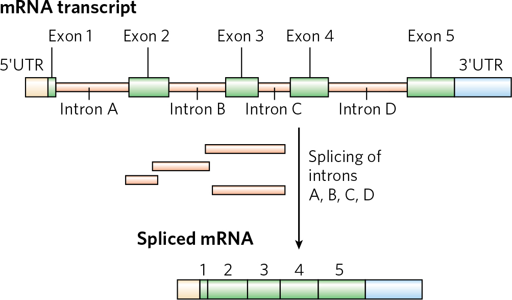内含子和外显子，内含子和外显子的名词解释