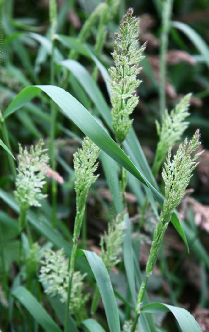  p>长芒棒头草(学名: i>polypogon monspeliensis /i> (l.) desf.