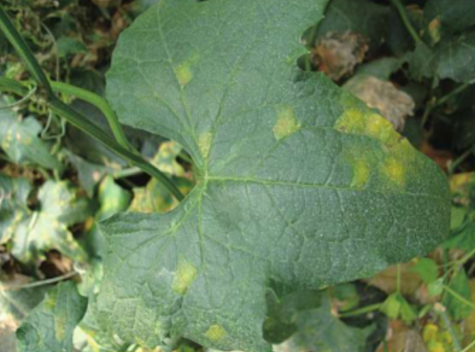  p>丝瓜霜霉病是由古巴假霜霉引起的,发生在 a target="_blank" href=