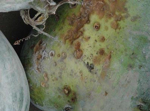 冬瓜炭疽病