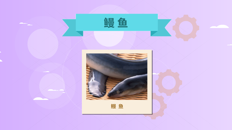 鳗鱼:一种外观类似长条蛇形的鱼类