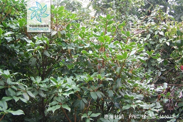  p>鹿角杜鹃(学名: i>rhododendron latoucheae /i> franch.