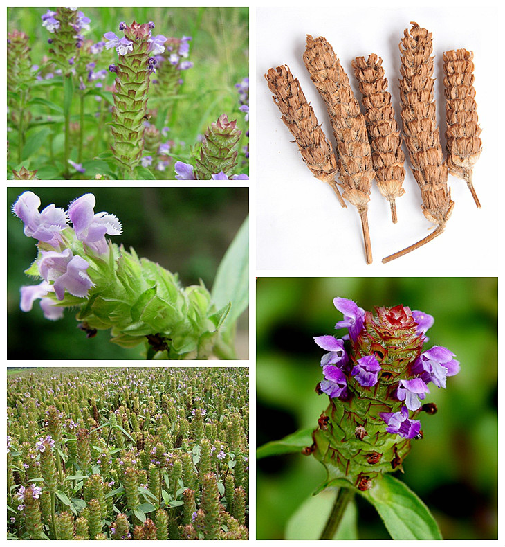 别名:麦穗夏枯草,铁线夏枯草(云南丛书),麦夏枯,铁线夏枯(滇南本草)