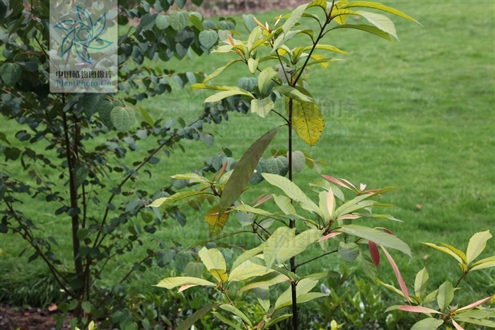 cyclobalanopsis sichourensis hu