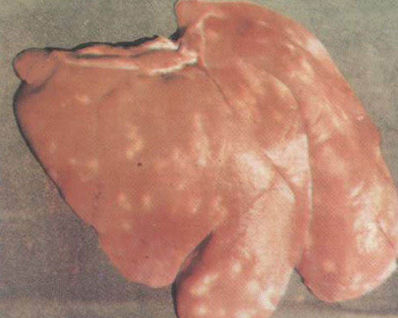  p>猪蛔虫病(ascariosis)是由猪蛔虫寄生于猪小肠引起的一种 a target