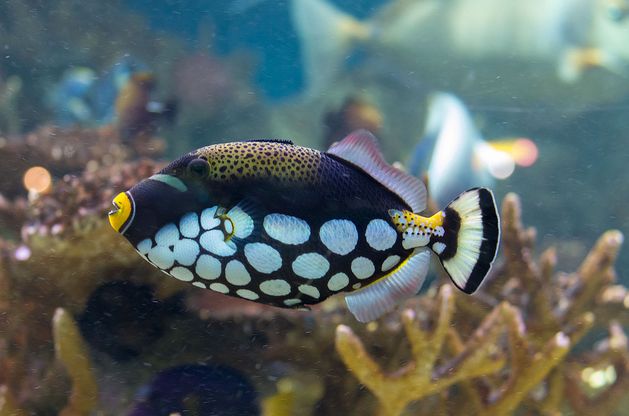  p>花斑拟鳞鲀(学名:balistoides conspicillum):俗名 a href="#"