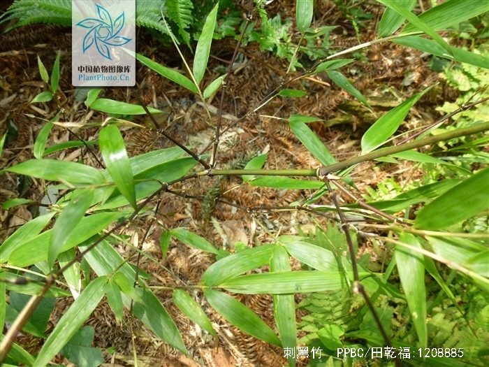  p>刺黑竹(学名: i>chimonobambusa neopurpurea /i> yi )是禾本科,寒