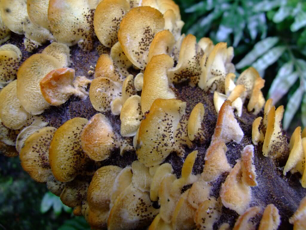 polyporus elegans (bull.) fr.
