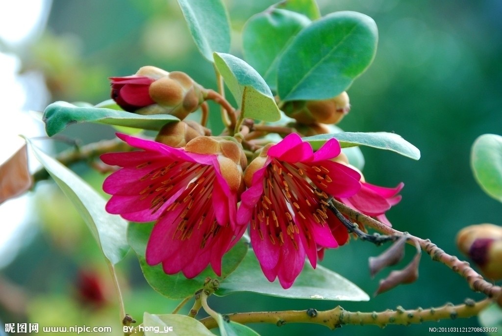 金缕梅科红花荷属 a href="#" data-lemmaid="5202575">常绿乔木 /a