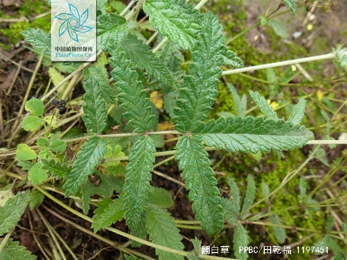  p>翻白草 b>( /b>学名: i>p /i> i>otentilla discolor  /i>bge.