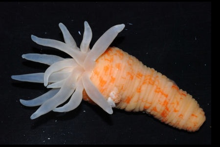  p>这种白色小海葵是"南极钻探计划"研究小组发现的,它们因此而得名.