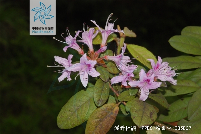 叶纸质,上面深绿色,下面淡黄褐色,叶脉在上面凹陷,下面凸出,花芽圆锥