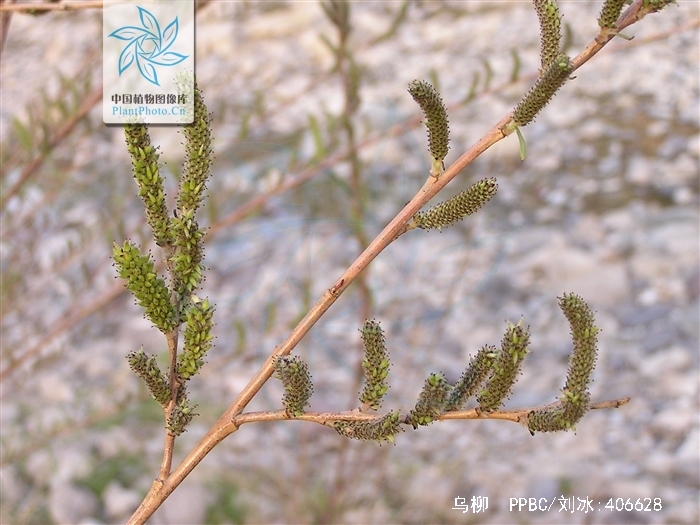  p>乌柳(学名: i>salix cheilophila /i> schneid.