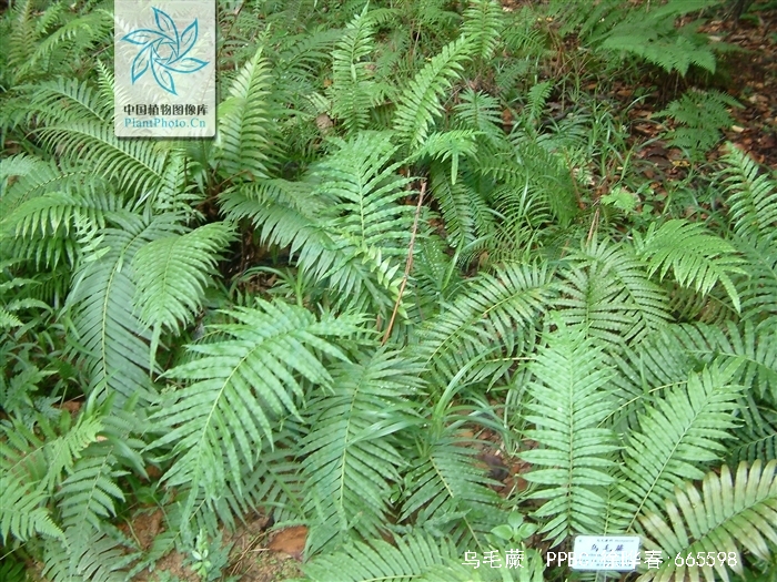  p>乌毛蕨(学名:blechnum orientale)是乌毛蕨属的一种植物,生长于