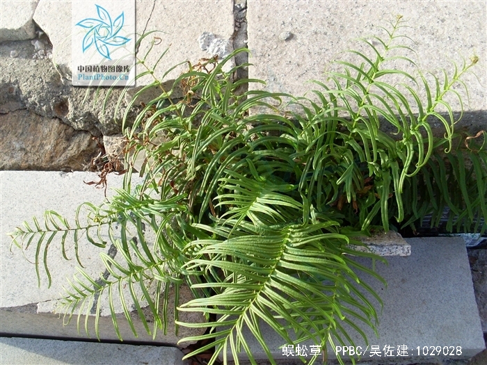 蜈蚣草(原变型)