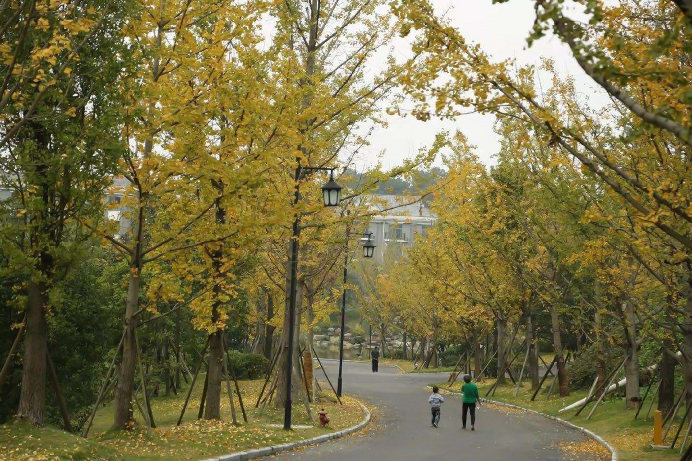 江北区铁山坪森公园
