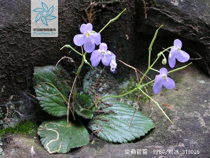 旋蒴苣苔