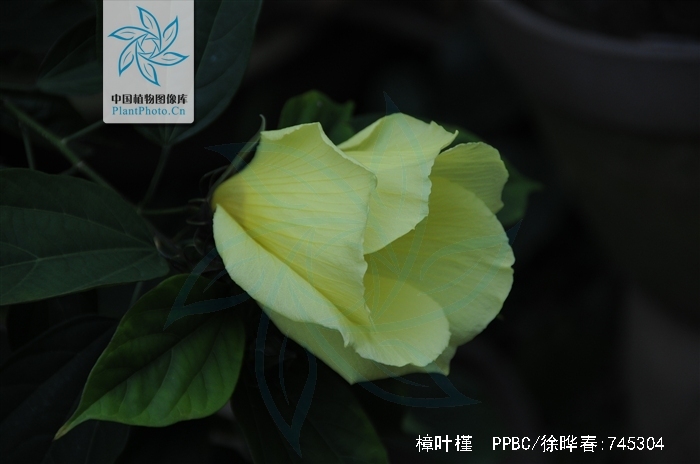  p>樟叶槿(hibiscus grewiifolius hassk)为锦葵科木槿属植物.