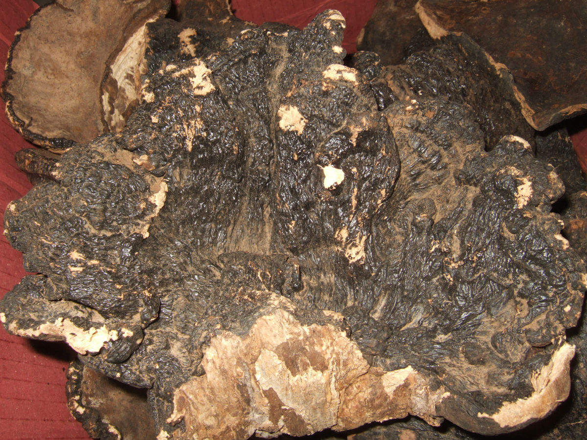  p>福建假芝,担子果一年生,有柄,木栓质. /p>