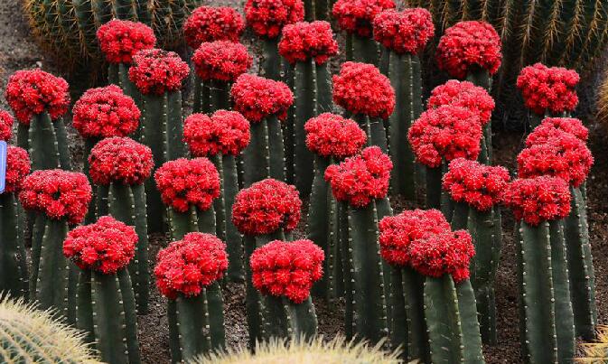  p>绯牡丹(学名: i>gymnocalycium /i>  i>mihanovichii /i> (fri