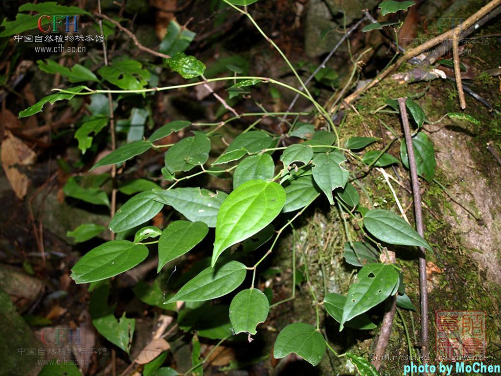 p>满天香(学名:murraya tetramera huang)是胡椒科胡椒属植物,巴岩香