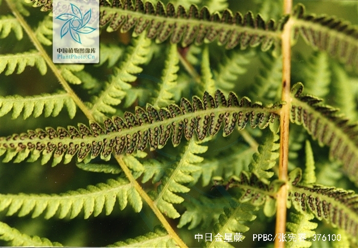 5毫米,基部褐棕色,多少被红棕色的阔卵形的鳞片,向上为