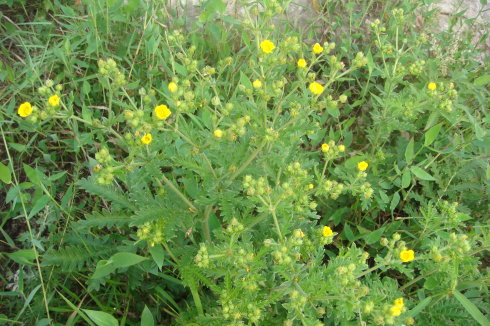 掌叶多裂委陵菜