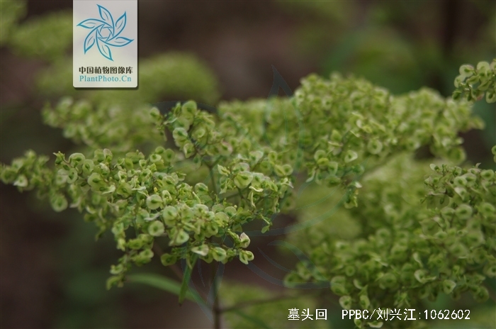  p>墓头回为败酱科植物糙叶败酱( i>patrinia rupestris  /i>(pall.