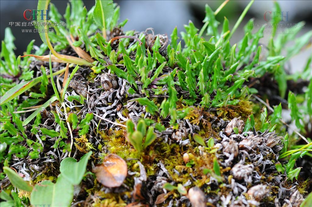  p>锥叶风毛菊,是 a href="#">菊科 /a>多年生无茎草本,植株矮小,高1.