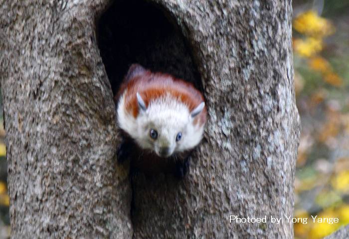 ">鼯鼠 /a>,又名 a target="_blank" href="/item/催生子/7447610"