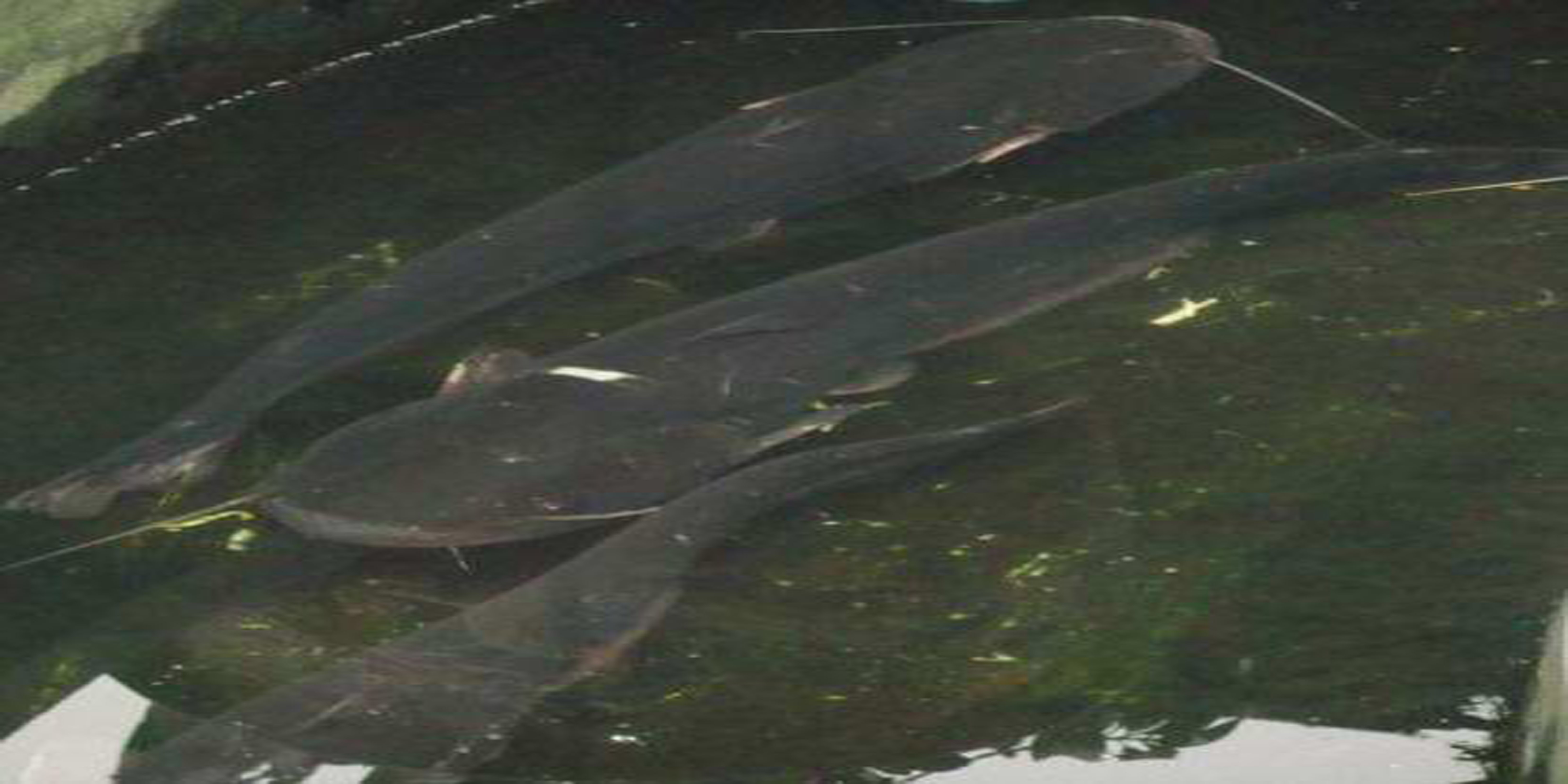  p>长须鲶,一种大型 a href="#" data-lemmaid="524517">鱼类 /a>.