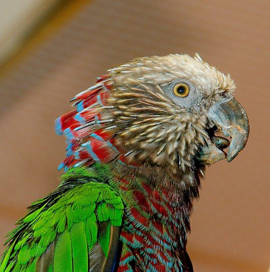 鹰头鹦鹉