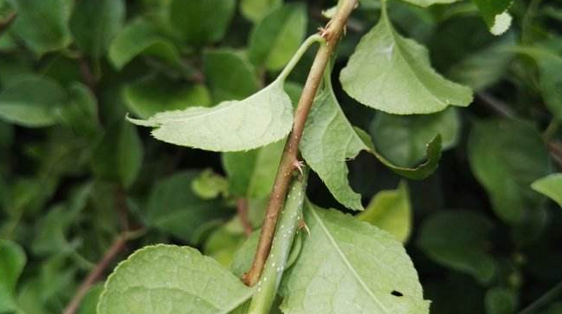 叶基生,莲座状,质地厚,坚硬,倒卵形,卵形或椭圆形,羽状浅