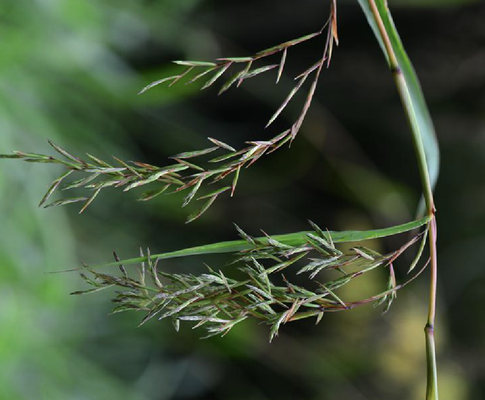 cymbopogon winterianus jowitt