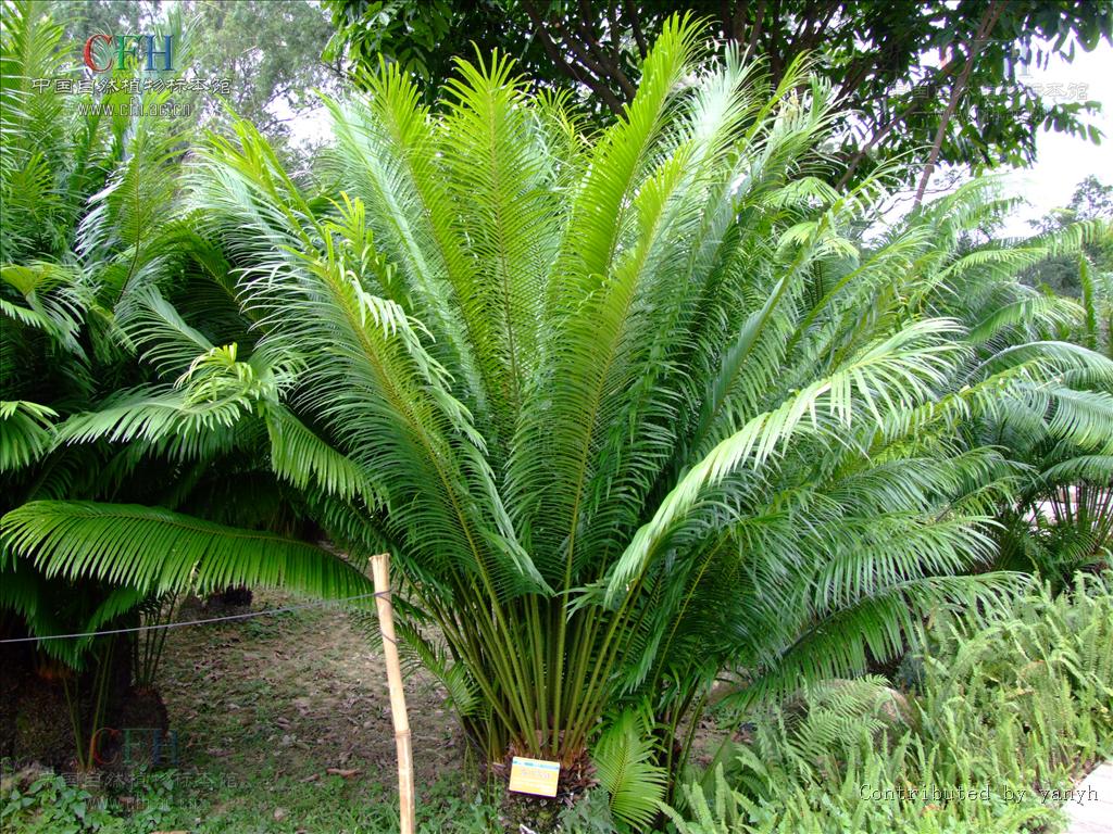  p>四川苏铁(学名: i>cycas szechuanensis  /i>cheng et l. k.