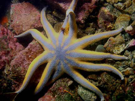 海星(asteroidea):是<a target="