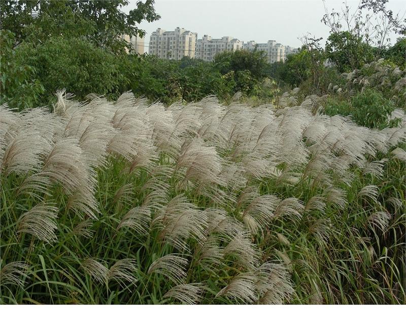  p>南荻(学名: i>triarrhena lutarioriparia  /i>l.