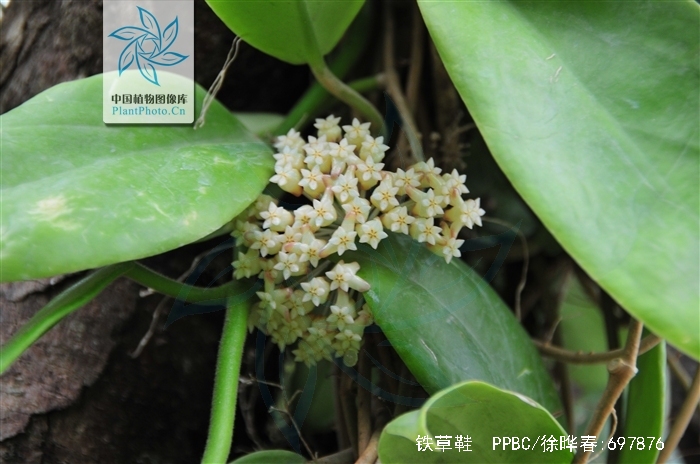铁草鞋