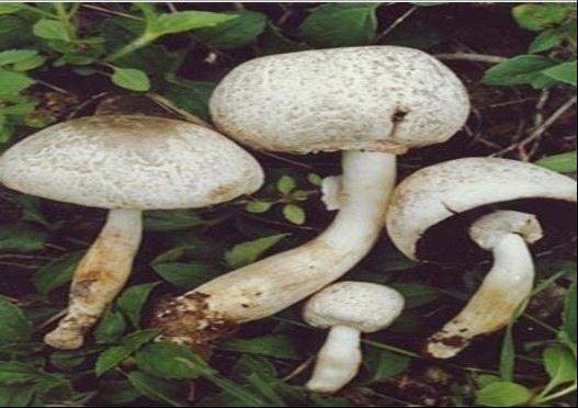  p>细褐鳞蘑菇, i>agaricus praeclaresquamosus /i> (a.e.