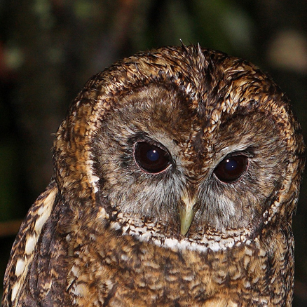  p>灰林鸮(学名: i>strix aluco /i>),是 a href="#">鸱鸮科 /a>, a