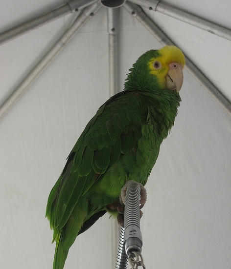 oratrix /i>),又名 b>黄头亚马逊鹦鹉 /b>或 b>黄冠亚马逊鹦哥 /b>,属