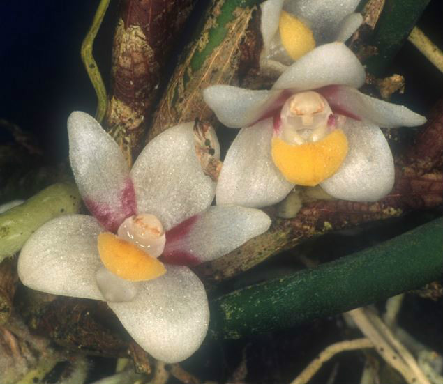  p>管叶牛角兰(学名: i>ceratostylis subulata /i>  bl.