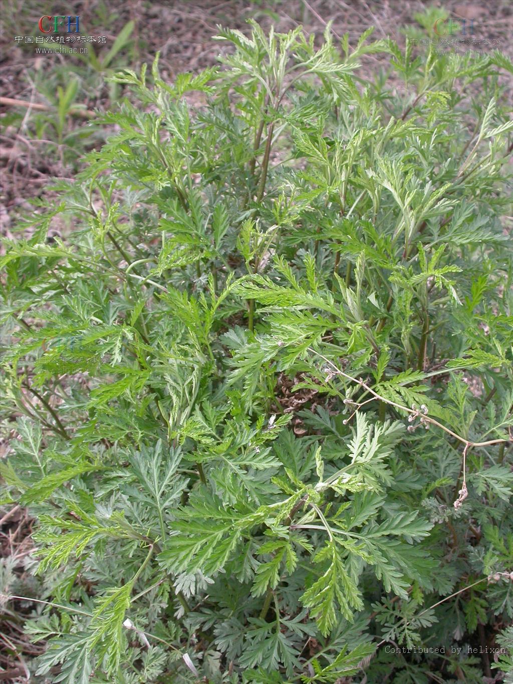  p>白莲蒿(学名: i>artemisia sacrorum ledeb.