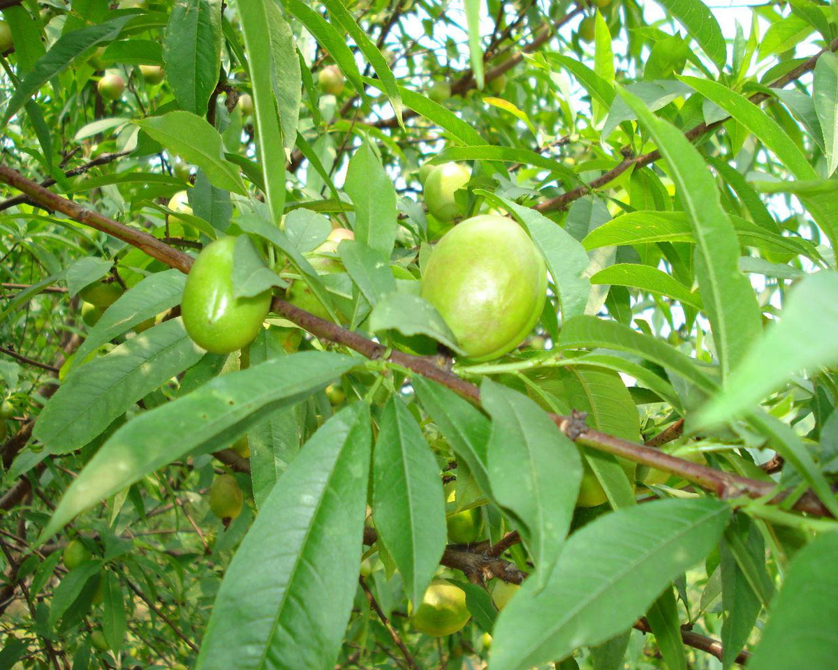  p>离核毛桃(学名: i>amygdalus persica /i> l. var.